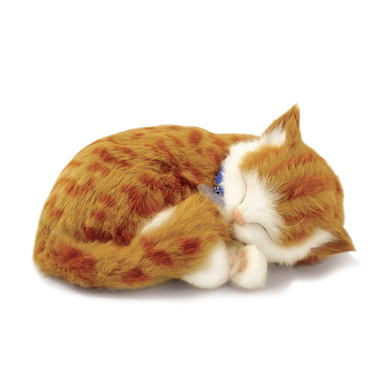 16Original - Orange Tabby Kitten