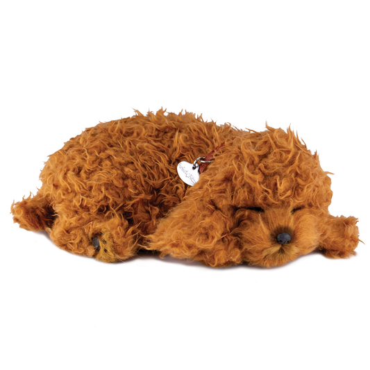 14Original - Toy Poodle